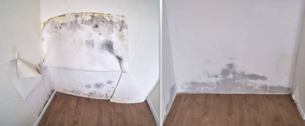 Certified Mold Removal